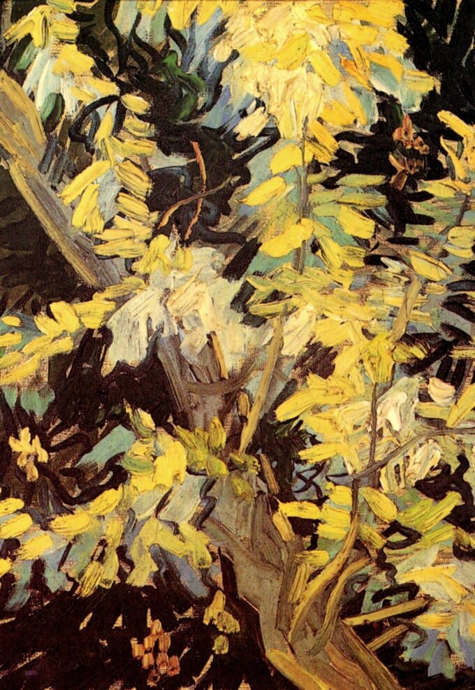 Acacie in fiore – Van Gogh Vincent Van Gogh 70x105