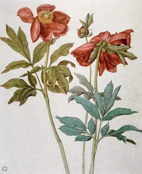 Peonie – Albrecht Dürer Albrecht Dürer 70x85