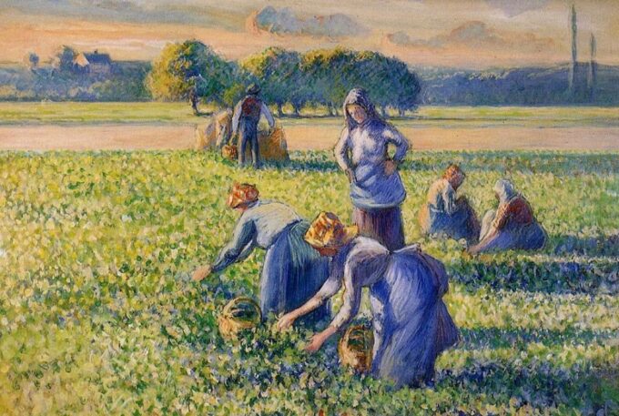 La raccolta dei piselli – Camille Pissarro Camille Pissarro 105x70