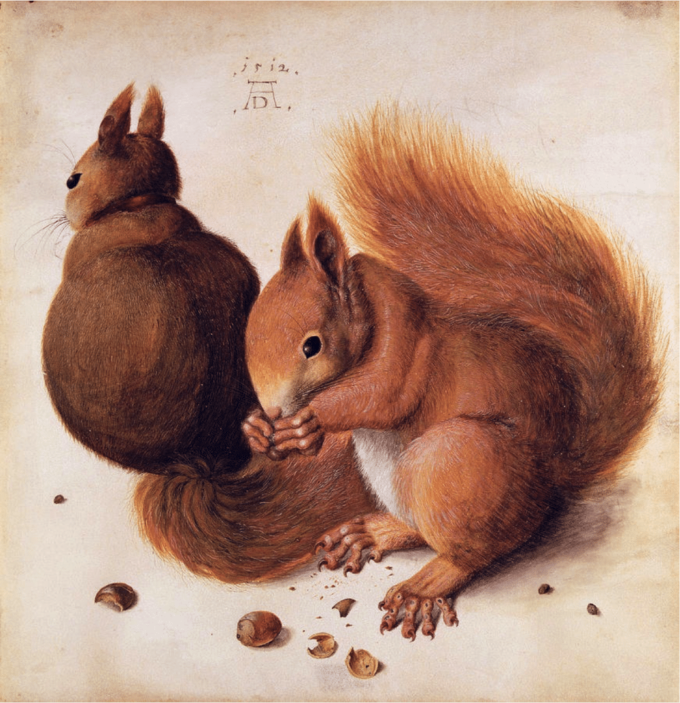 Scoiattoli – Albrecht Dürer Albrecht Dürer 70x70