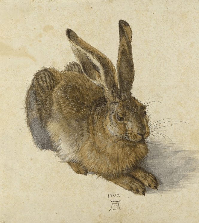 Il Lepre – Albrecht Dürer Albrecht Dürer 70x70